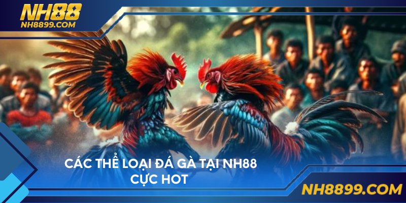 Các thể loại đá gà tại NH88 cực hot 